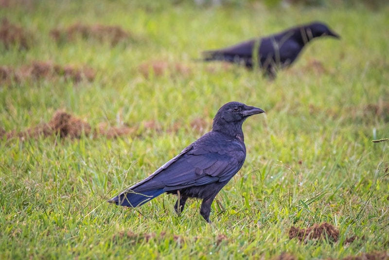 crows on the ground