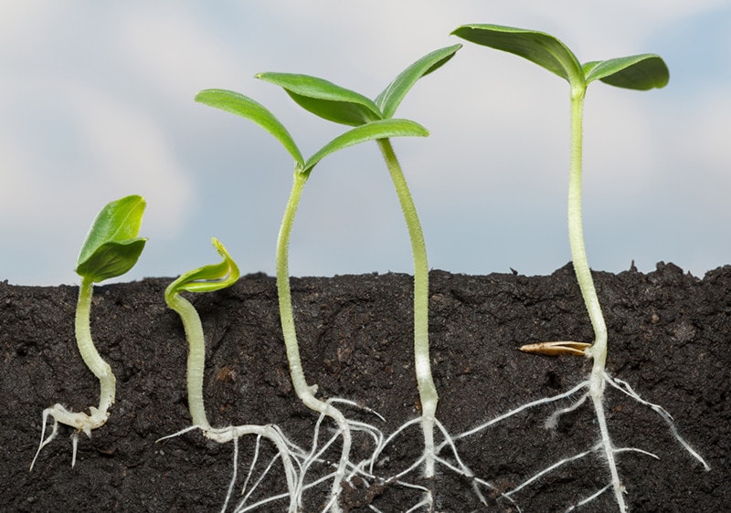 cucumber roots seedlings