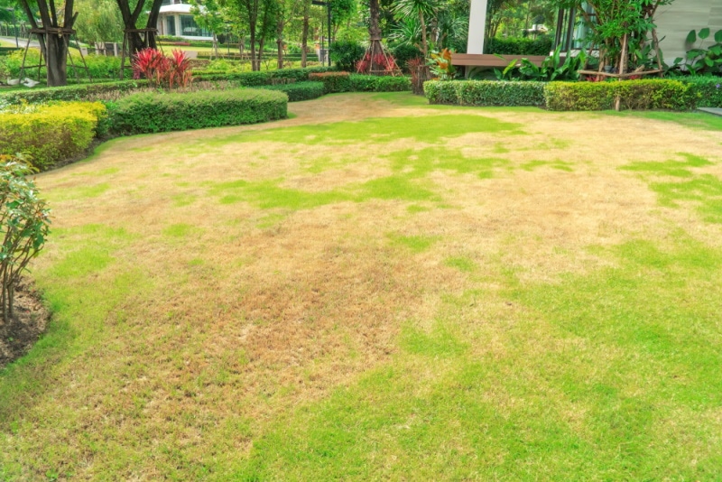 damage grass in the lawn