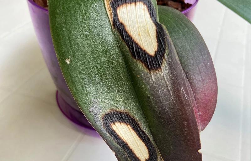 dark or bleached spots on orchid leaves