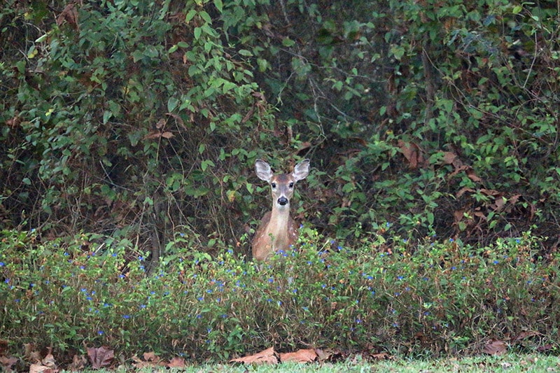 deer at a distance