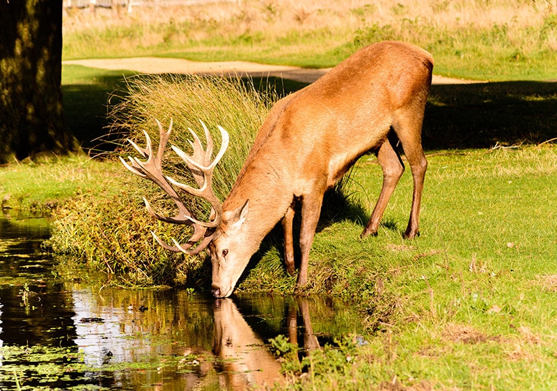 deer drinking water in a pond