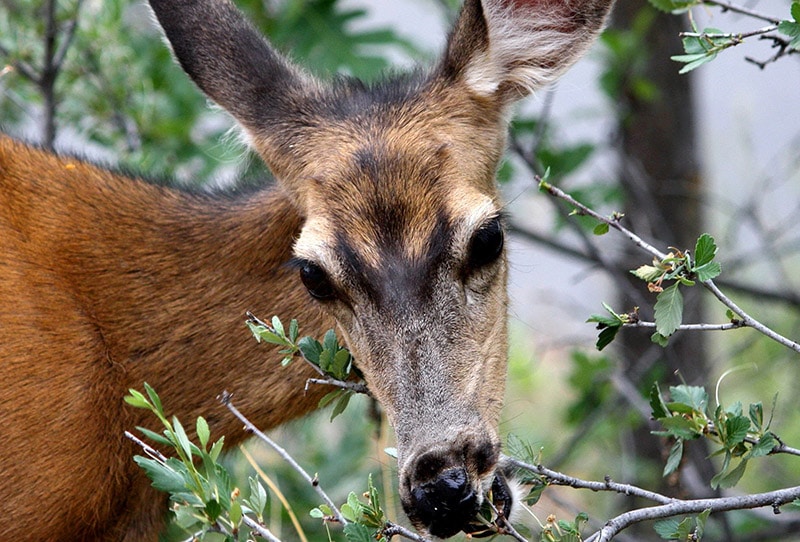 deer eating flower and bushes