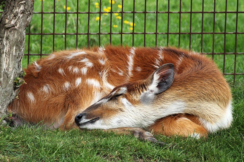 deer sleeping near the yard fence