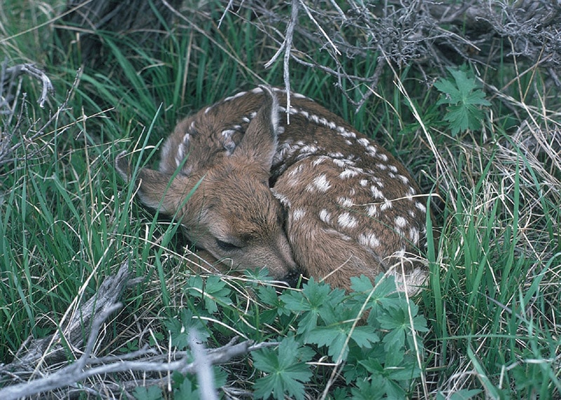 deer sleeping on grass