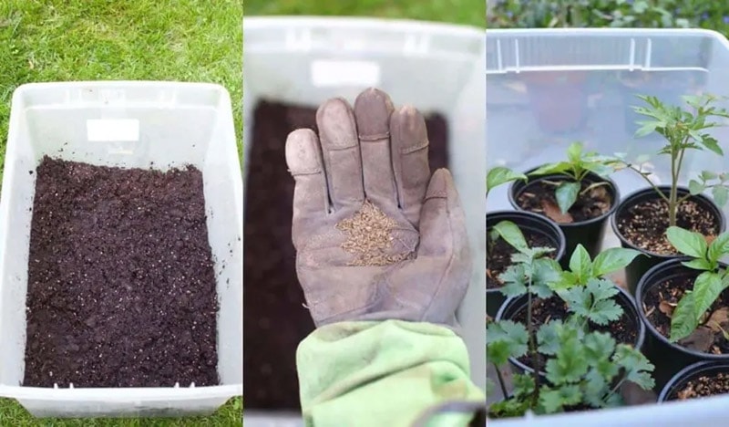 diy dollar store bin cold frame
