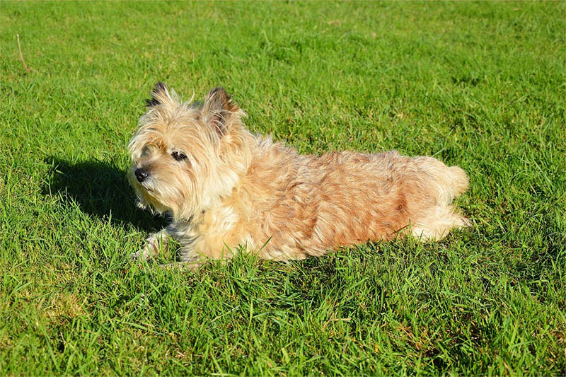 dog resting on the grass