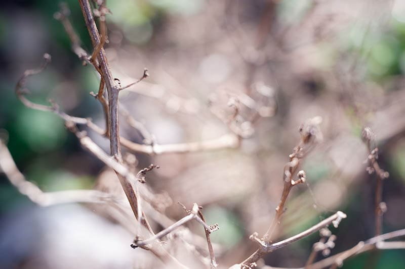 dry and brittle branches of chili plants