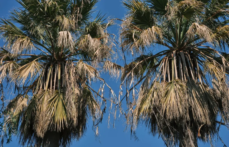 dry palm tree fronds under a blue sky