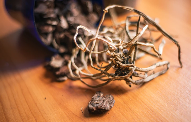 dry roots of a dead orchid plant