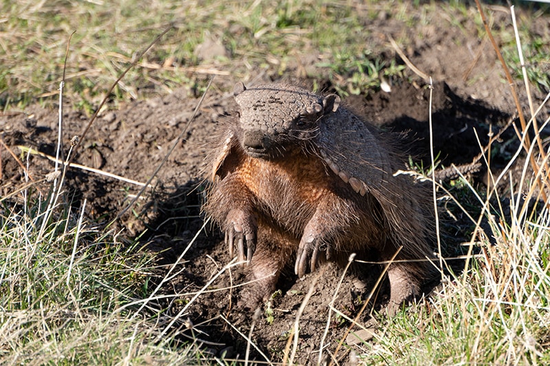 dwarf armadillo coming out from a hole
