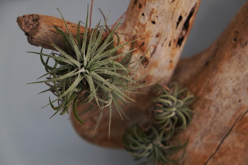 dying air plant