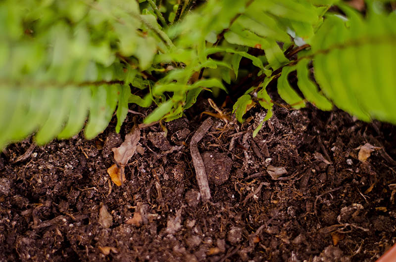 fern plant soil growing