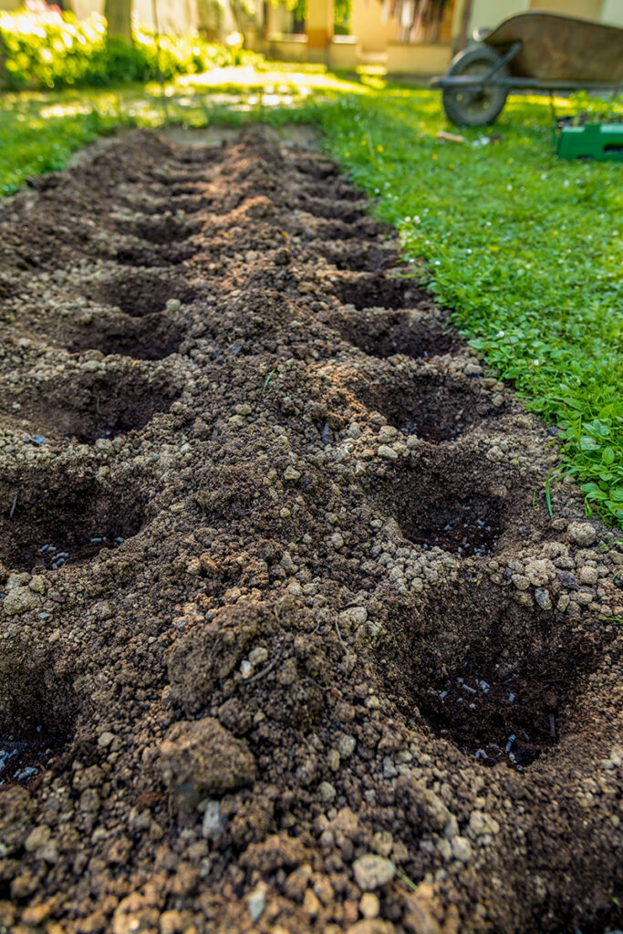 garden holes for planting