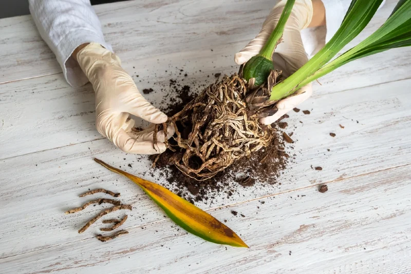 gardener inspecting diseased orchid roots