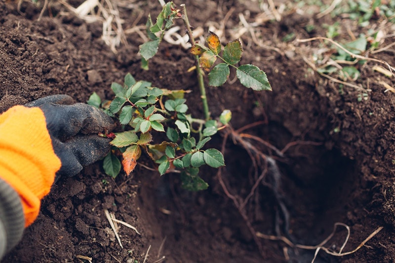 gardener planting rose bush into soil outdoors