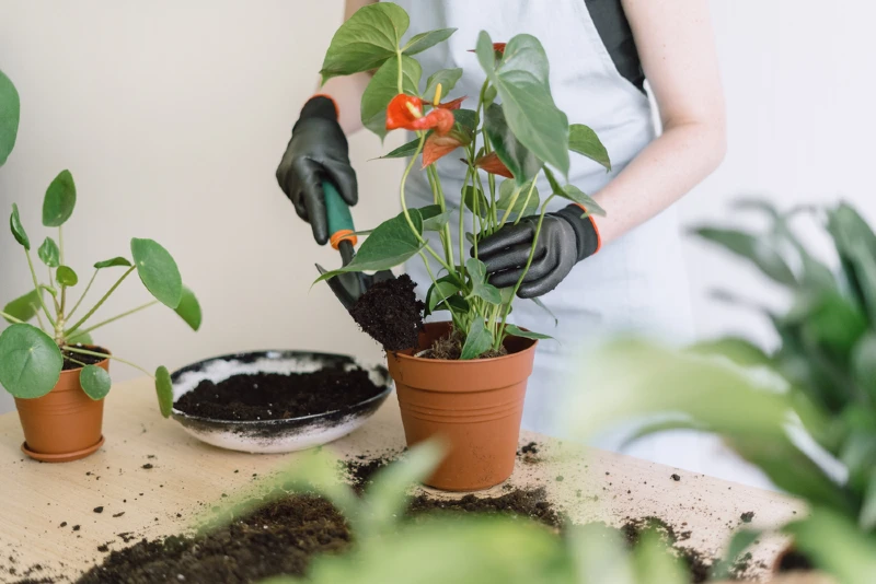 gardener putting soil into pot with pink Anthurium flower