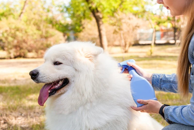 girl spraying tick and flea repellent on her dog's fur