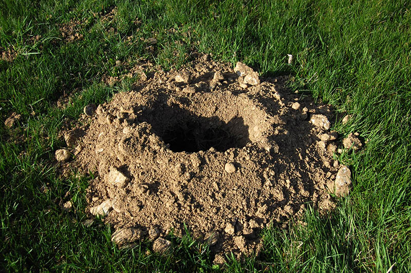 groundhog hole in lawn