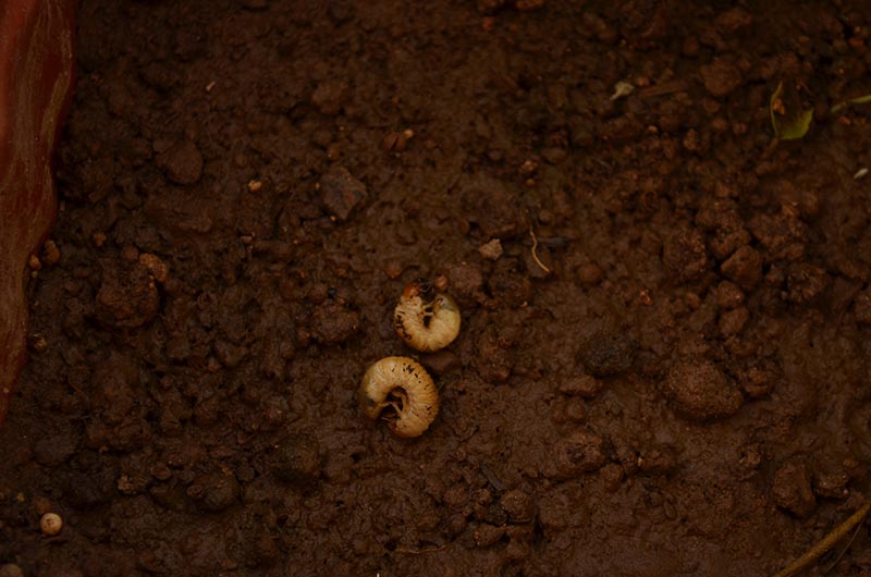 grub dwelling on soil