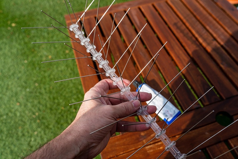 hand holding bird spikes