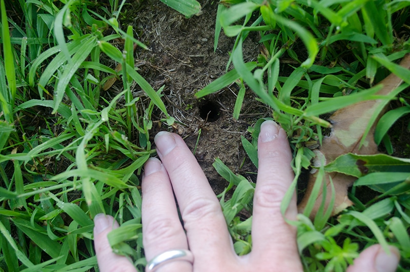 hand showing small hole in the garden