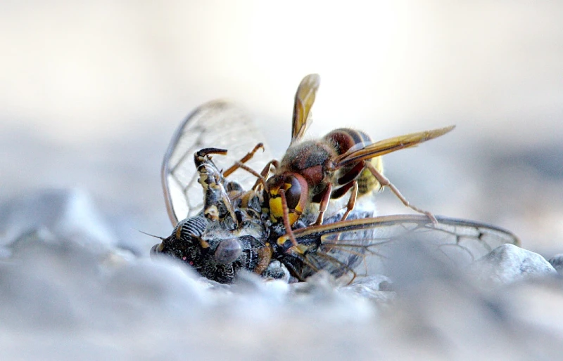hornet on a dead cicada