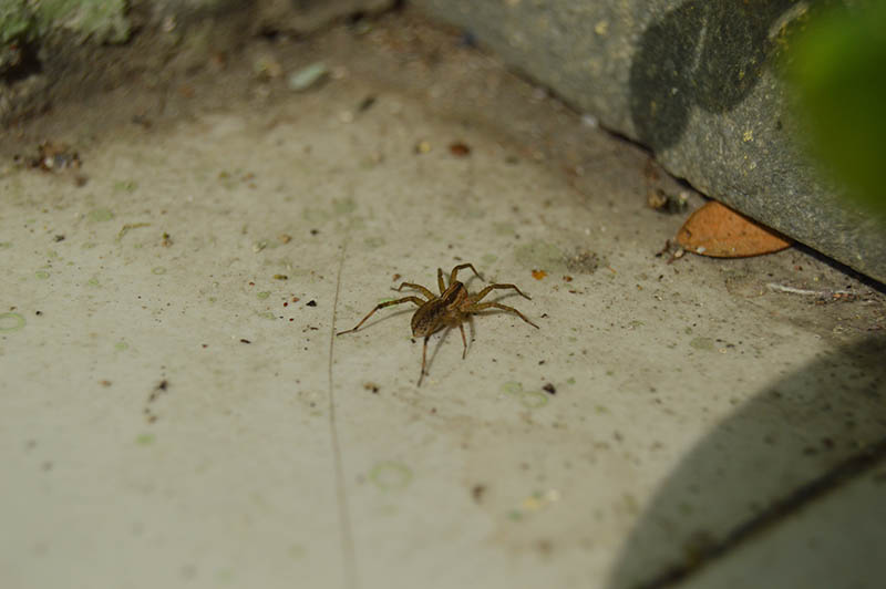 house spider is on the white tile floor on the front porch of the house