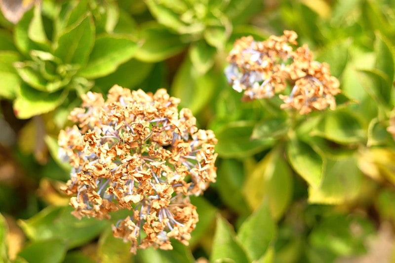 hydrangea dying