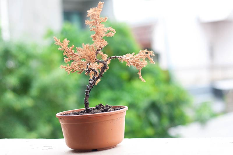 isolated dead tree.dead bonsai tree