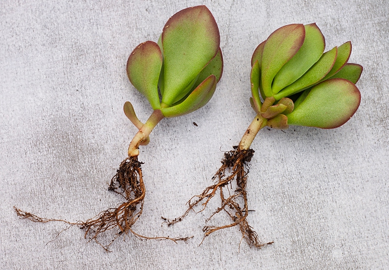 jade succulent plant rooting