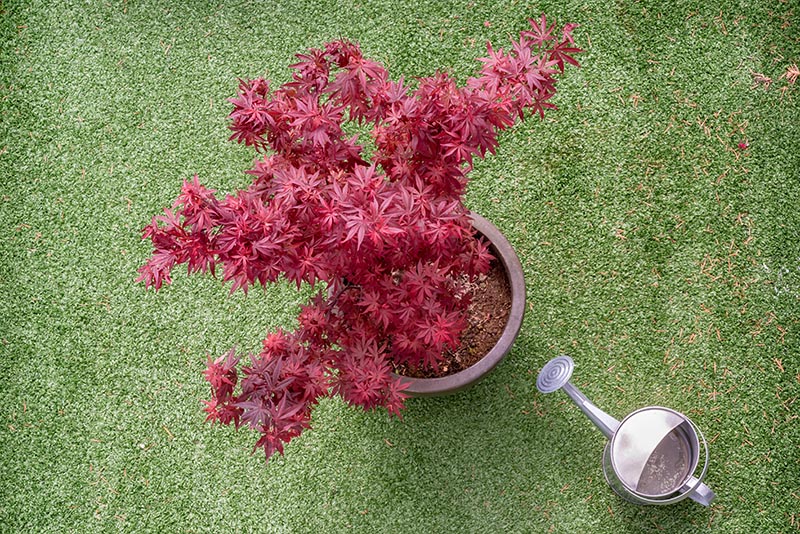 japanese maple tree on a pot