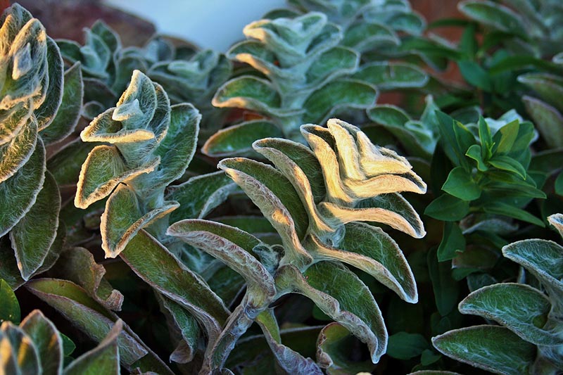 lambs-ear plant