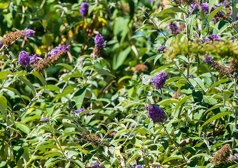 large white butterfly collecting pollen from the purple flowers of a butterfly bush