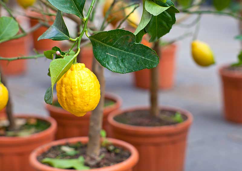 lemon tree in a pot