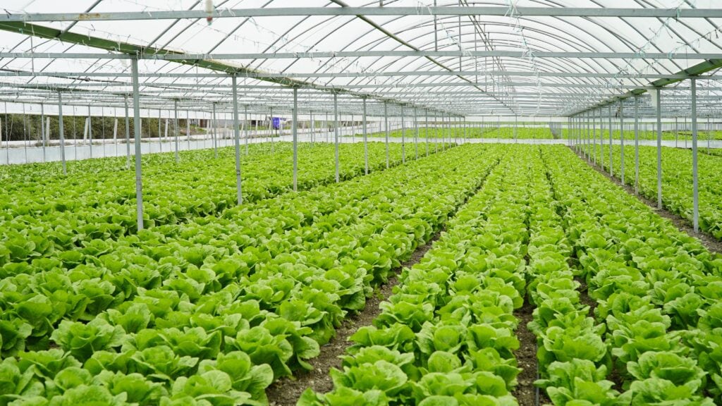 lettuce grown in greenhouse