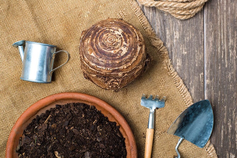 How to Store Elephant Ear Bulbs (The 6 Expert Tips) | Home Grail