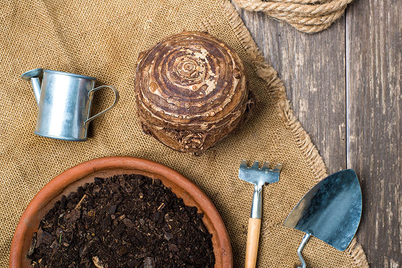 live bulb of Elephant Ear (Colocasia Esculenta) prepared for planting in the garden