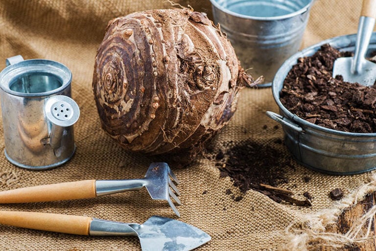 How to Store Elephant Ear Bulbs (The 6 Expert Tips) | Home Grail