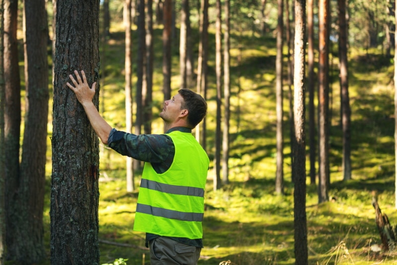 man checking pine tree