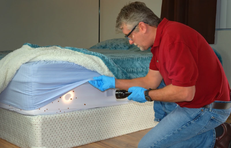 man with gloves and flashlight examines mattress with bed bugs
