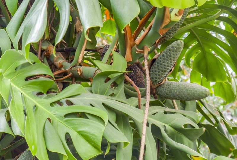 monstera aerial roots plant