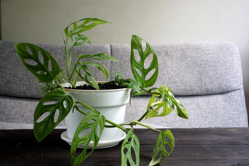 monstera aerial roots plant