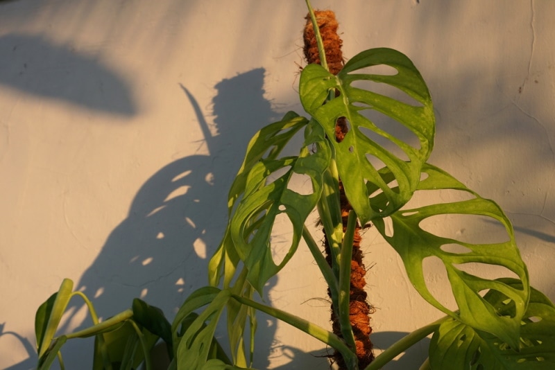 monstera plant