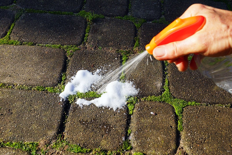 moss control spray