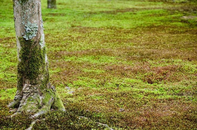 moss in the yard