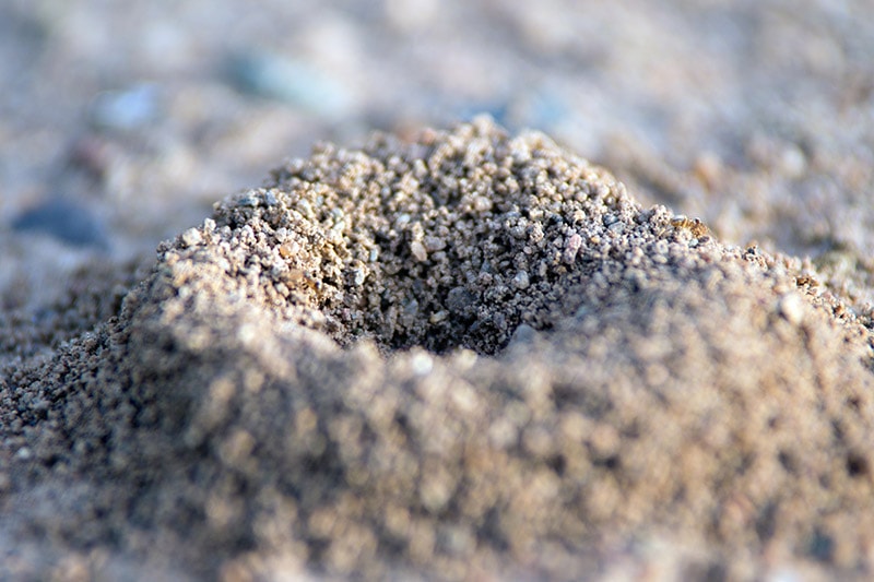 opening of ant hill