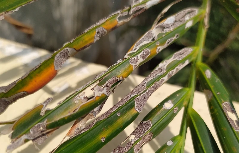 palm frond infected by pests