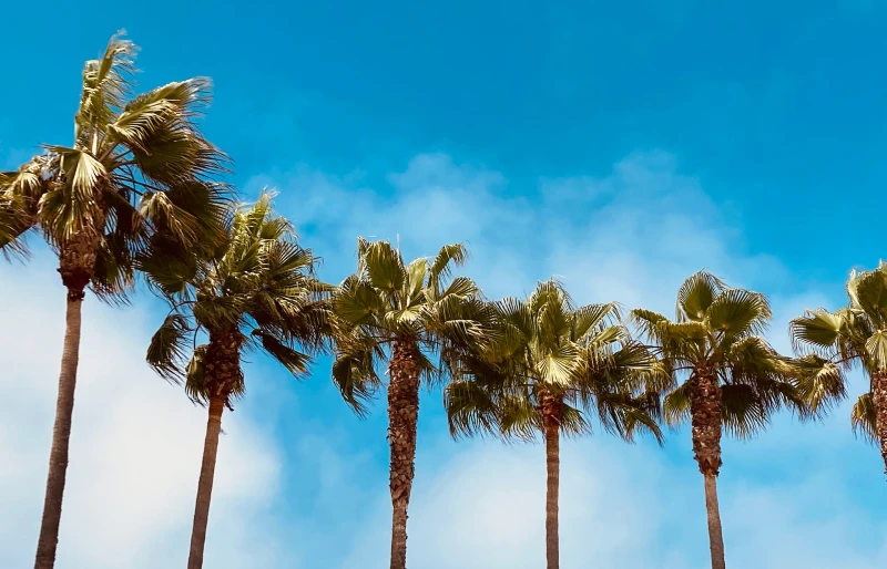 palm trees