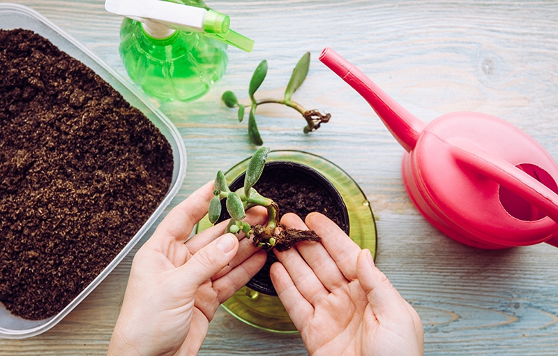 person planting rooted jade plant